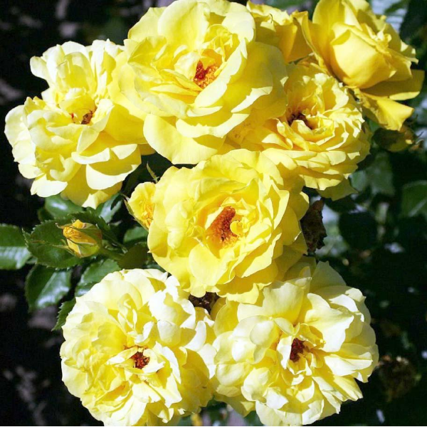 Роза плетистая Freesia