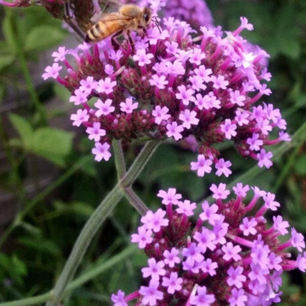 Вербена бонарская ‘Лолипоп‘