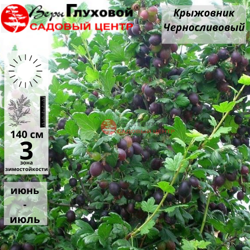 Крыжовник Черносливовый