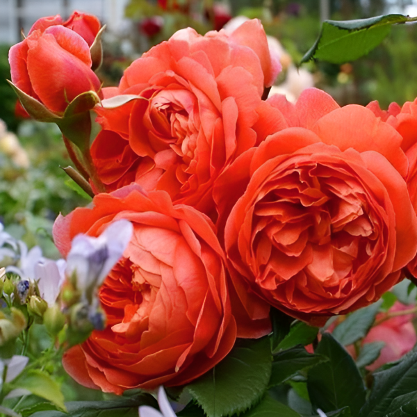 Роза флорибунда D.Austin Summer Song