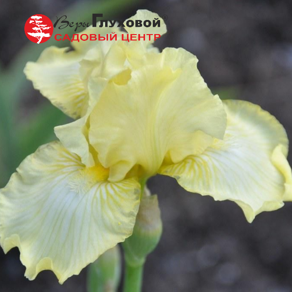 Ирис германский Мунлайт