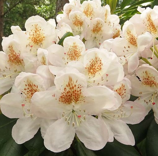 Рододендрон крупноцветковый "Пернилла"