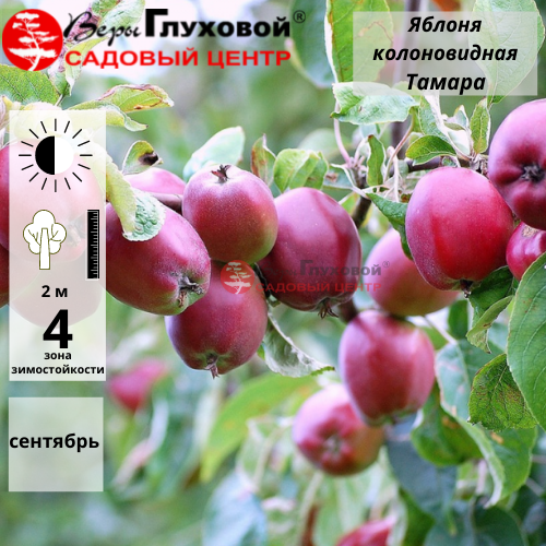 Яблоня колоновидная Тамара