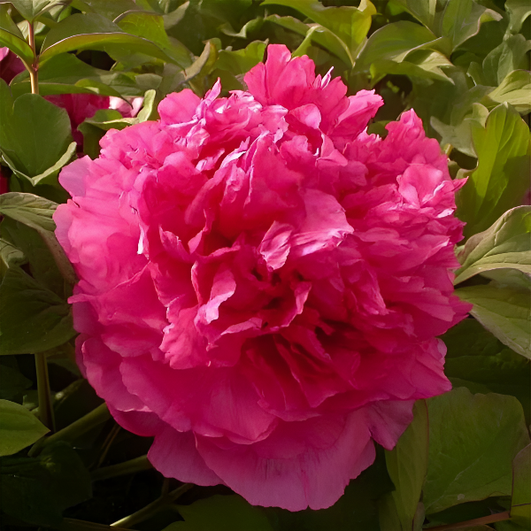 Пион древовидный Juan Ye Hong