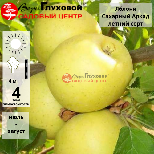 Яблоня Сахарный Аркад