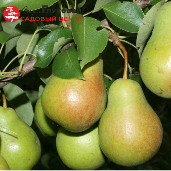 Груша Первомайская