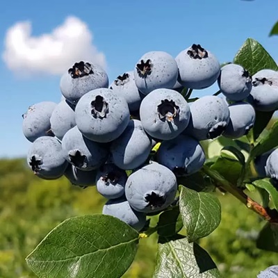 Голубика Нельсон