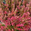 Барбарис Тунберга (Berberis thunbergii) Флоренс С3 СП/24